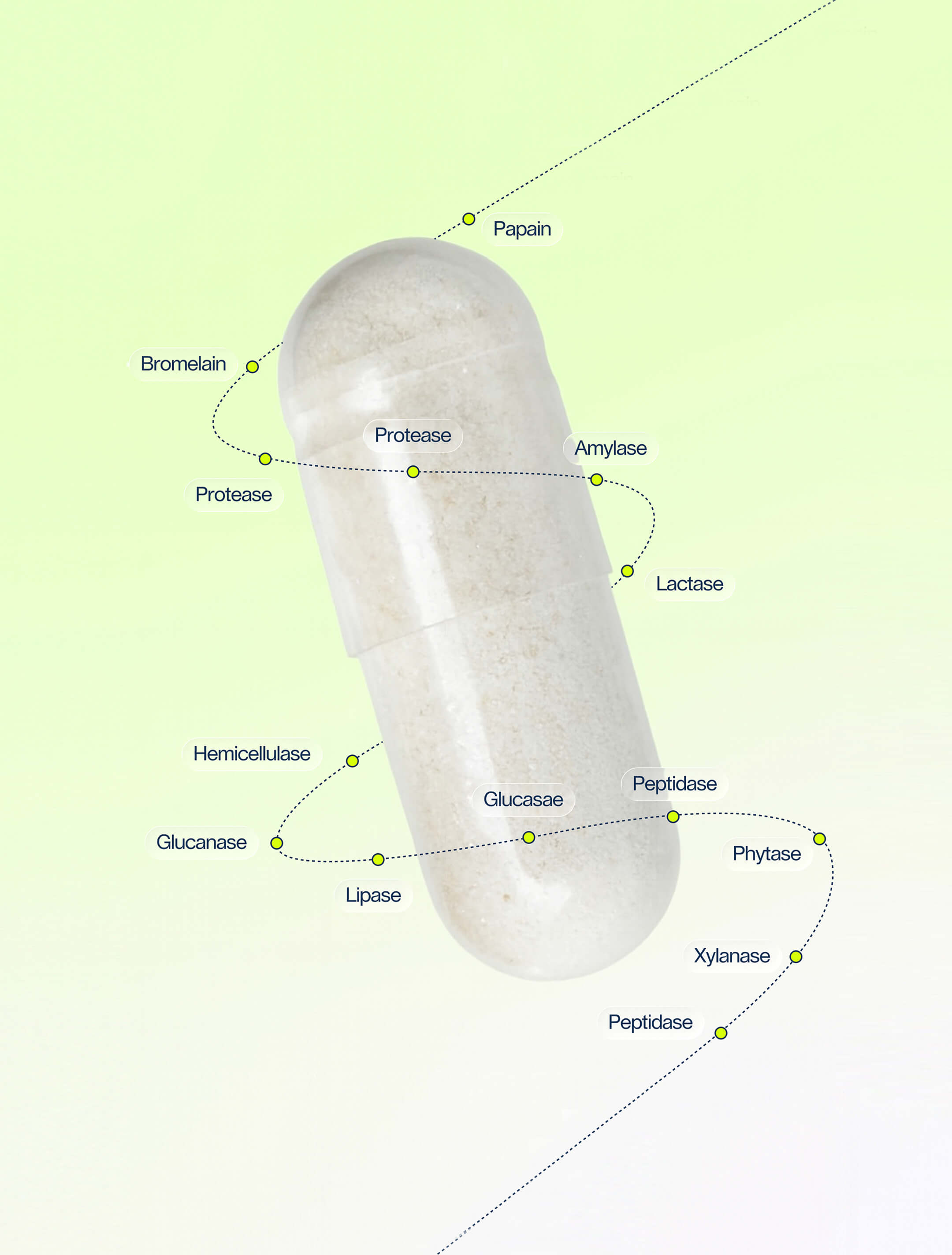 Digestive Enzymes