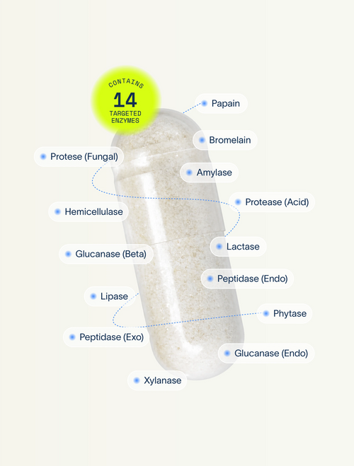 Digestive Enzymes
