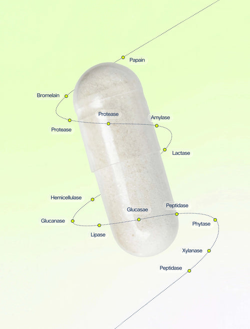 Digestive Enzymes